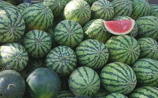 沈阳有吃瓜的吗